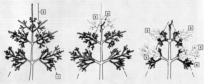 هرس فرم هرمی